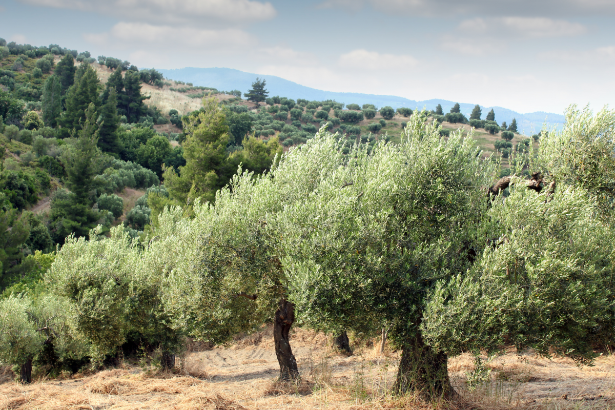 La UJA y Naturmet investigan el digestato para regenerar los suelos de olivar